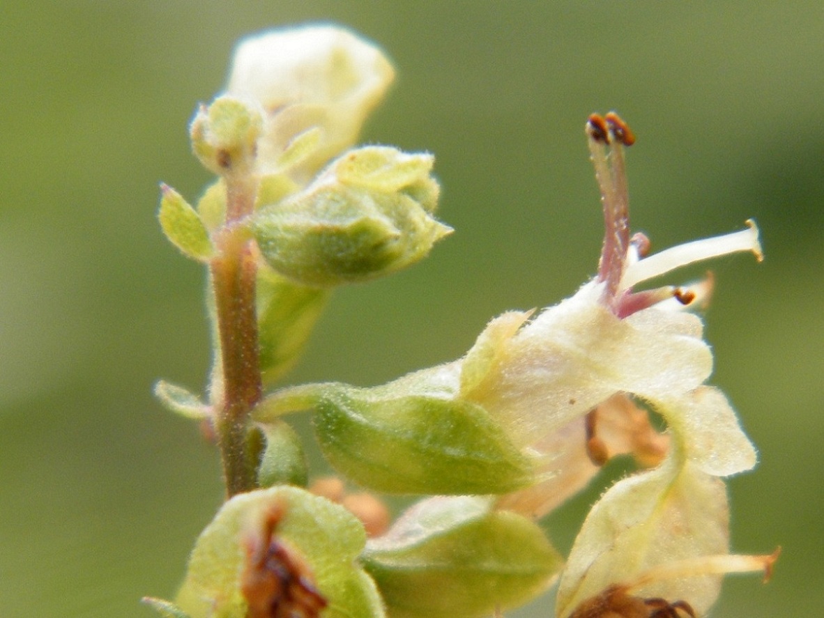 Teucrium scorodonia